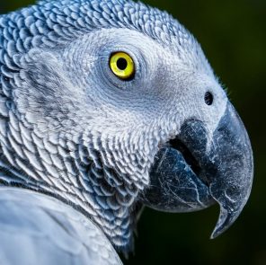 Detailed image of an African Grey Parrot showcasing its intricate plumage and bright eye.